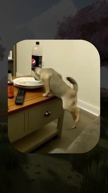 ВИРУСНЫЕ ВИДЕО / Косточка для собаки 🤣 смотреть онлайн