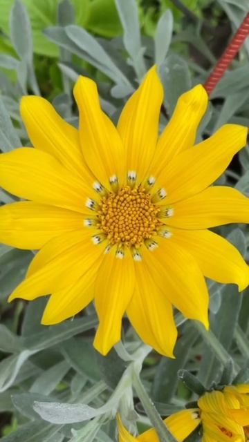 Анапа 2025 год