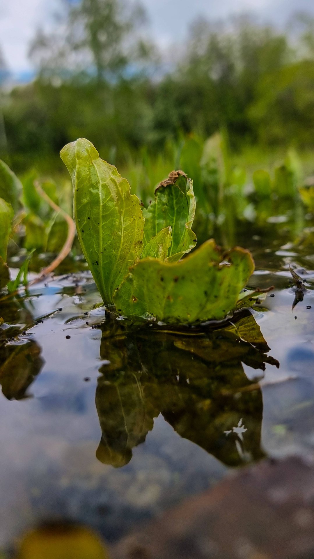 Жизнь небольшого водоема