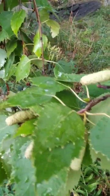 Берёзовые серёжки. Видео для садоводов. смотреть онлайн