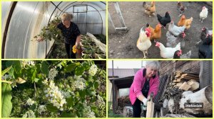 СЕЛЬСКАЯ ЖИЗНЬ она такая.ПЕТУХ 🐓 стал кидаться😂