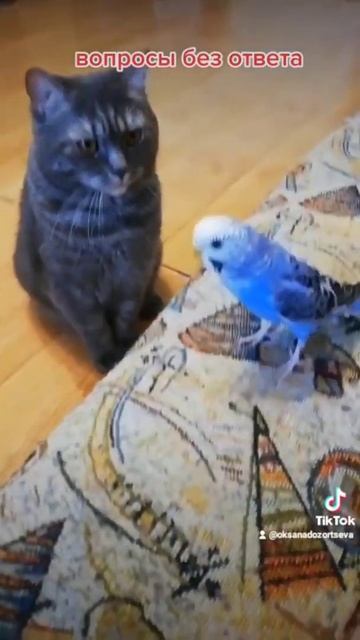 вопросы #shorts #хочуврек #доброеутро #кот #хит #мир #попуг? смотреть онлайн