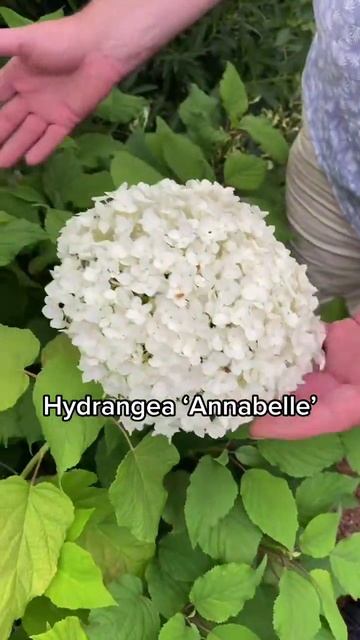 For A Beautiful White Hydrangea Flower Choose Annabelle