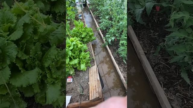 Большая неприятность в маленькой теплице. #дача #огоро смотреть онлайн