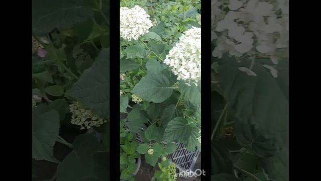 Почему только Стронг смотреть онлайн