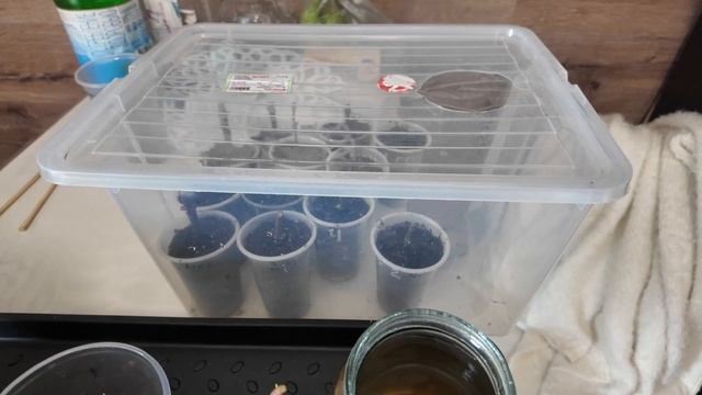 Как укоренить одревесневшие черенки гортензии: практ? смотреть онлайн