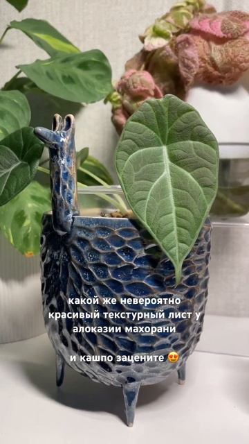 Про #комнатныерастения #домашниеджунгли #растения #plant смотреть онлайн