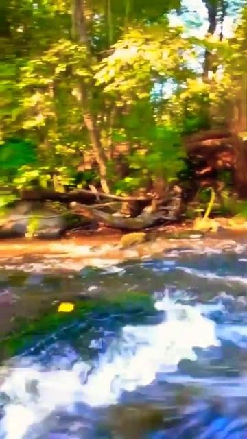 ТГК: уголок трёхцветиков #рек #лес #тренд #хочуврек #вау смотреть онлайн