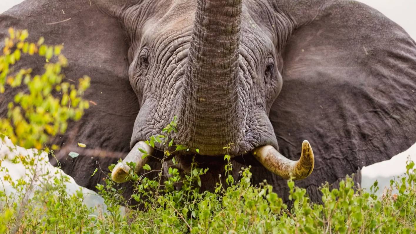 Самые Умные Животные Планеты смотреть онлайн