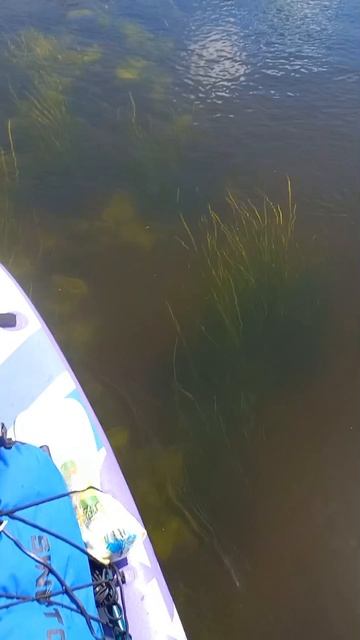 Подводный мир р. Битюг.