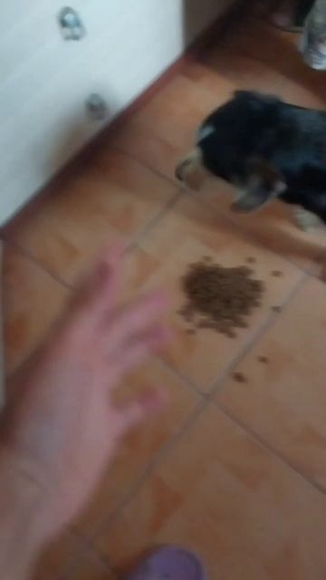 как заставить собаку есть корм смотреть онлайн