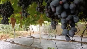 Виноград Центурион(Калугин В. М.) Виноградник Король В.