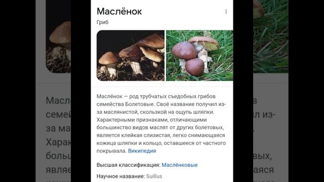 про съедобные грибы смотреть онлайн