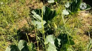 Наш сад в августе. Зацвела пассифлора (страстоцвет) . Как всё изменилось за год.