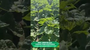 Весь цикл выращивания гибрида F1 подсолнечник НСХ 6007