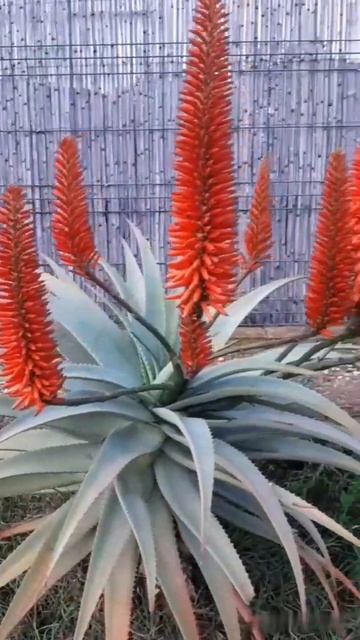 Алое вера цветёт🥰🌸 Aloe Vera blooms 💞 смотреть онлайн