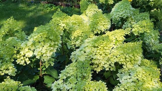 Гортензия Pinkachu 3-ий год смотреть онлайн