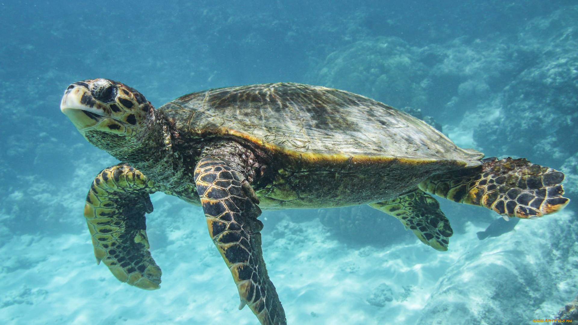 Жизнь животных: Черепахи | Интересные факты про черепах смотреть онлайн