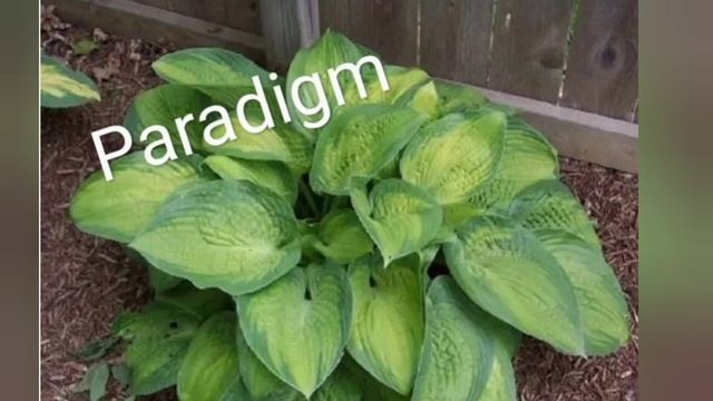 Пополнение моей коллекции хост и подофилл, распаковка смотреть онлайн