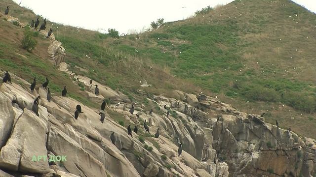 Wildlife Of Russia. Far East. Primorye. Japanese Sea. Peter The Great Bay