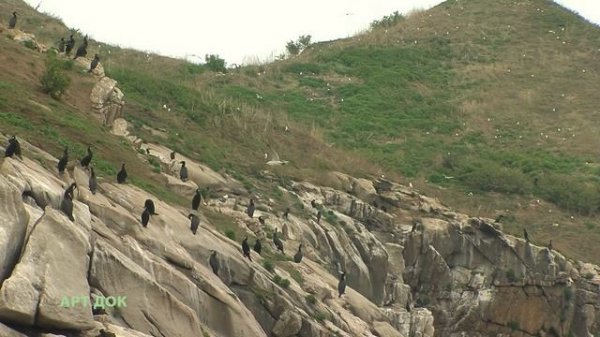 Wildlife of Russia. Far East. Primorye. Japanese Sea. Peter the Great Bay