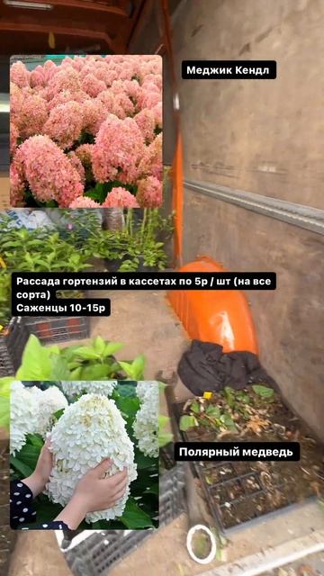 Гортензия Меджик Кендл / полярный медведь #мозырь #сад смотреть онлайн