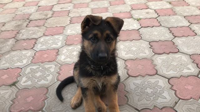 ЗНАКОМТЕСЬ ЭТО РУНА смотреть онлайн