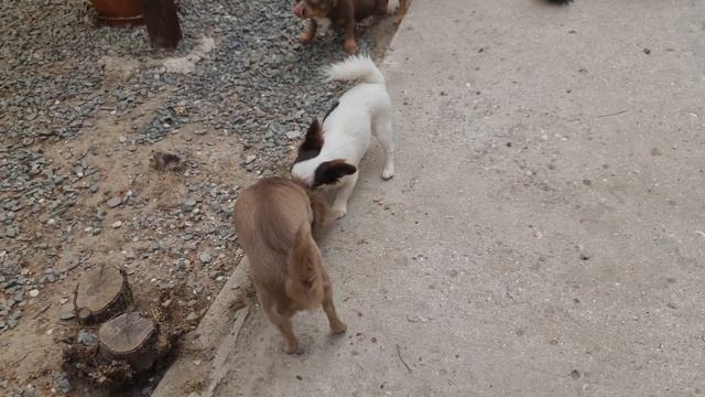 Есть щенки за символическую цену - подростки ТОЛЬКО В ? смотреть онлайн