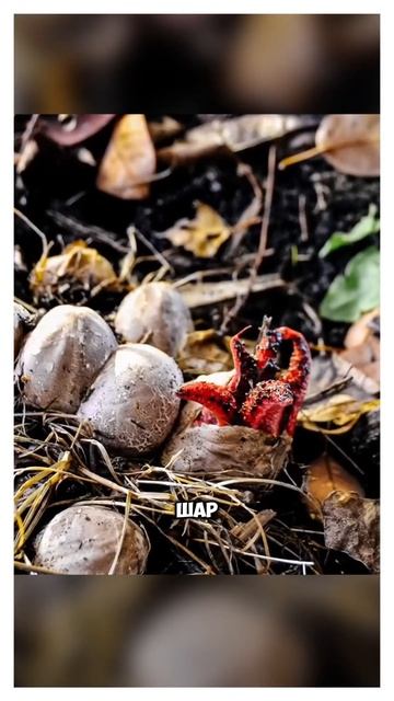 Можно ли есть пальцы дьявола? смотреть онлайн