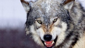 Животные-Интеллектуалы: Криминальный талант и Способности мышления в Животном Мире