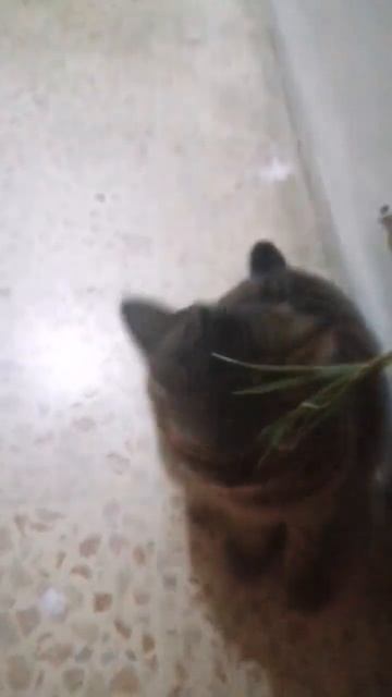 КОТ ЕСТ ТРАВУ смотреть онлайн