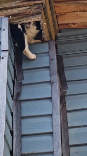 Белка или кошка?😅🐿️🐈⬛