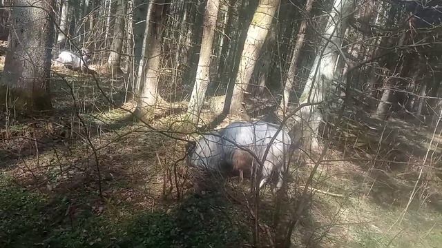 Моё Хозяйство/Весенний Выпас2025/Детёныши/Звери Едят Тр смотреть онлайн