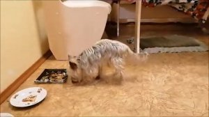 Ты покушай, мой котёнок, хорошенько!