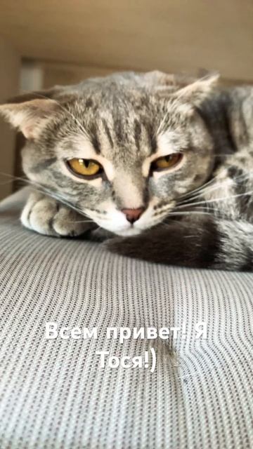 Привет! Я Тося!) Если у вас есть вопросы про меня - пишит смотреть онлайн