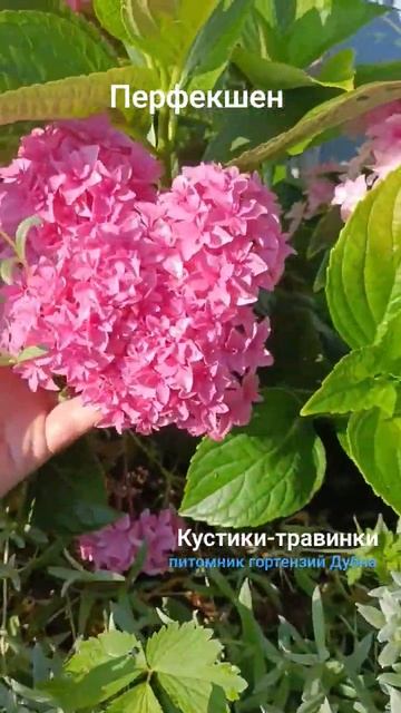 Крупнолистные гортензии в МО #кустики #гортензия #пито смотреть онлайн