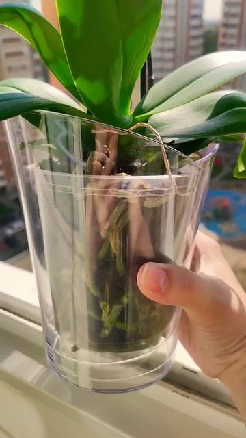Моя новая орхидея из Euroflor😍#2025#original#plants#обзор#цветы смотреть онлайн