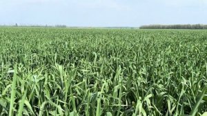 Озимая пшеница. 09.05.2025