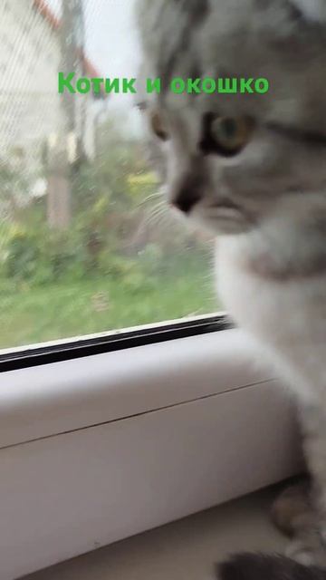 Котик на подоконнике #shorts #котик #cat #кот смотреть онлайн
