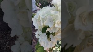 гортензия Саммер Сноу (summer snow)