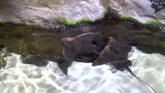 Скаты в Санкт-Петербургском океанариуме