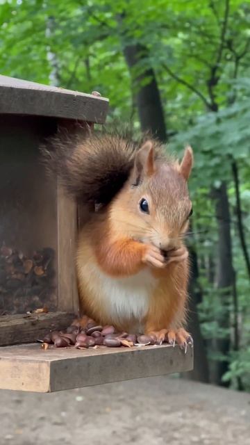 Бельчонок ест кедровые орешки смотреть онлайн