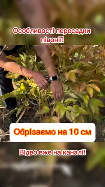 Правильна обрізка півонії перед пересадкою! #півонії # смотреть онлайн