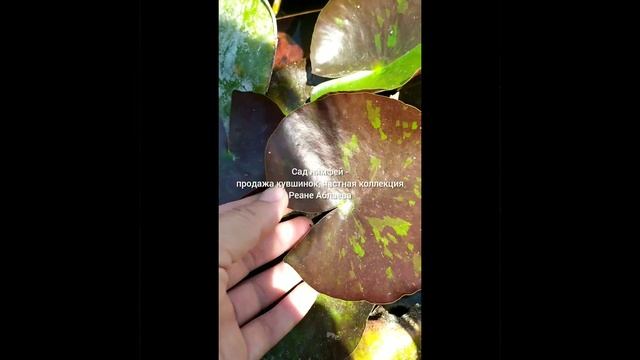 Нимфея Wanvisa, цветёт красивая😍💓 смотреть онлайн