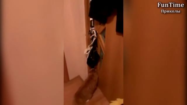 РУССКИЕ ПРИКОЛЫ 2016 Смешные Видео Приколы Funny Videos БАГИ ПРИКОЛЫ ФЕЙЛЫ #2 смотреть онлайн