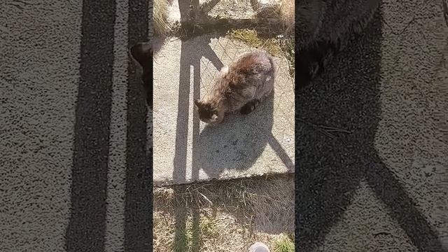 бездомные коты едят #бездомный#кот смотреть онлайн