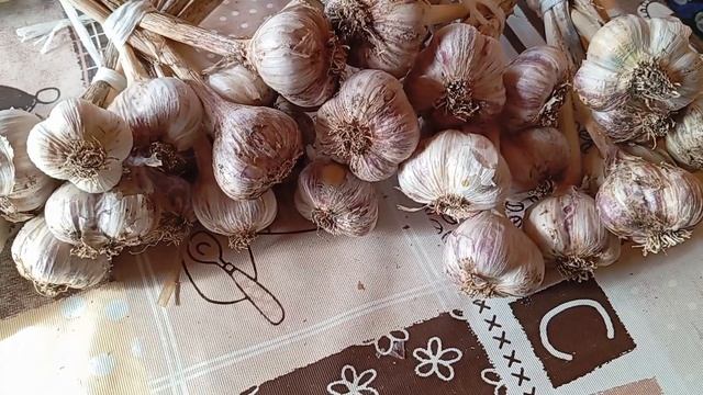 Собираю последний урожай. Посадка озимого чеснока. Ок? смотреть онлайн