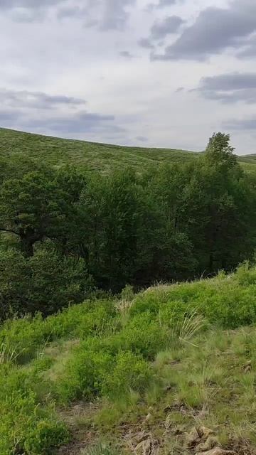 Дикий родничок на Урале смотреть онлайн