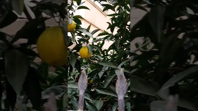 и снова вторничный рынок. ЦЕНЫ смотреть онлайн