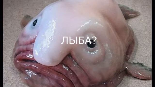 Скажи рыба смотреть онлайн